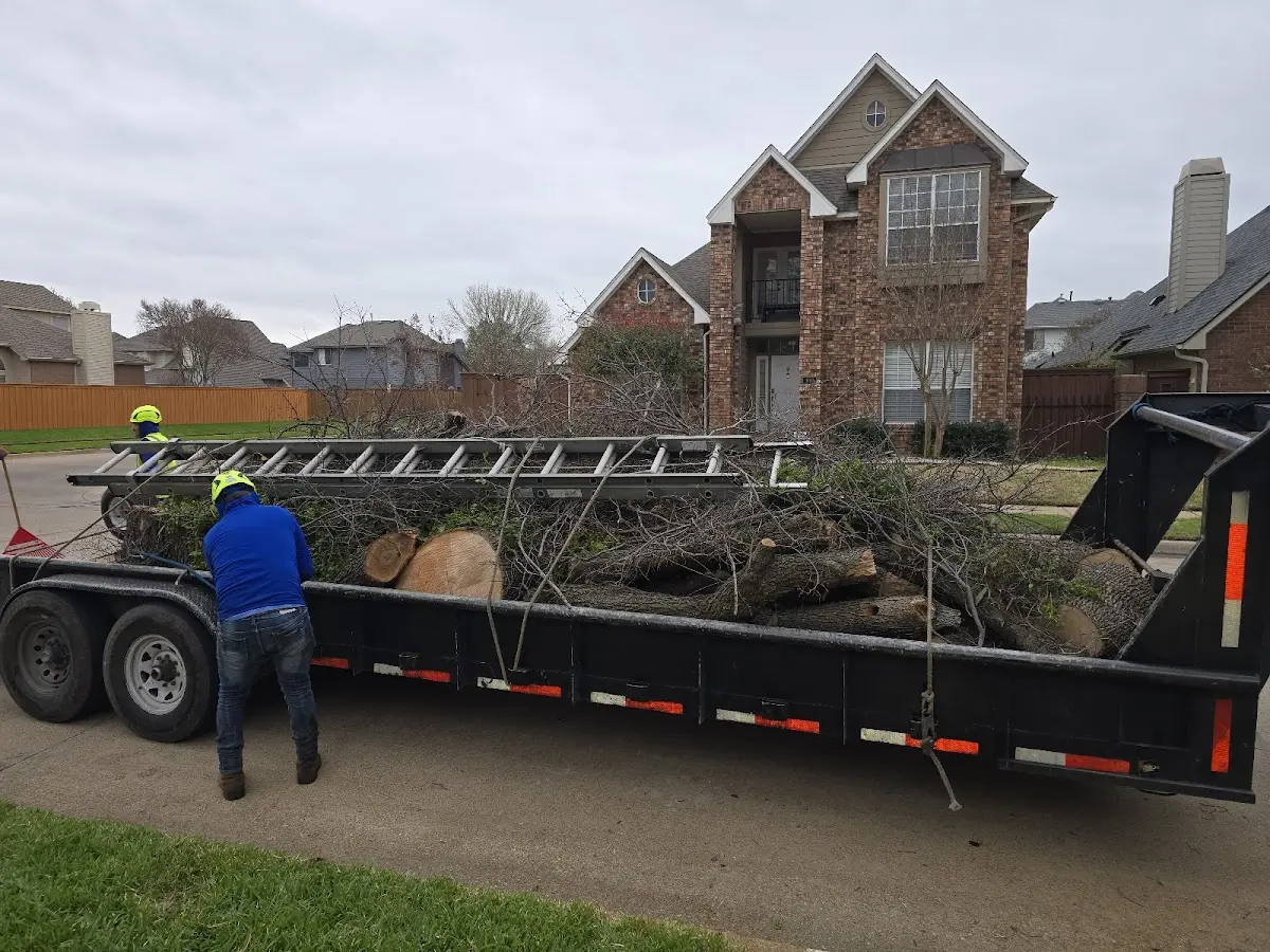 Expert Tree Pest Control with proper safety equipment in Enfield
